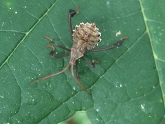 Acanthocephala femorata