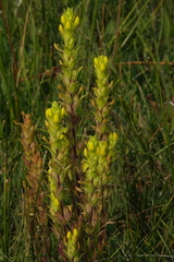 Orthocarpus luteus