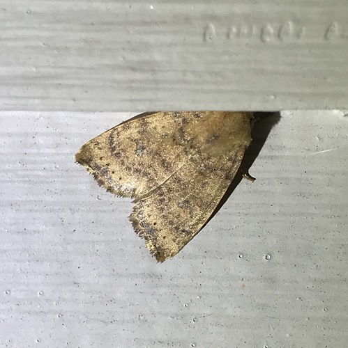 Dotted Sallow photo 4