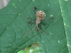 Acanthocephala femorata