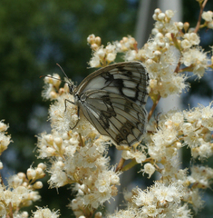 Melanargia halimede