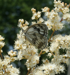 Melanargia halimede