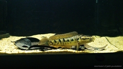 Spotted Snakehead photo 4