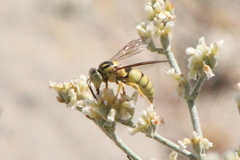 Bicyrtes capnopterus