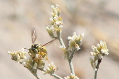 Bicyrtes capnopterus