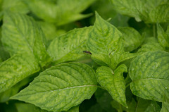 Lepturini