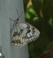 Melanargia halimede