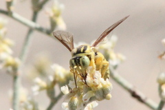 Bicyrtes capnopterus