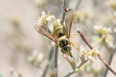 Bicyrtes capnopterus