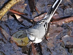 Motacilla clara