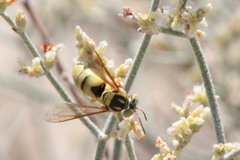 Bicyrtes capnopterus