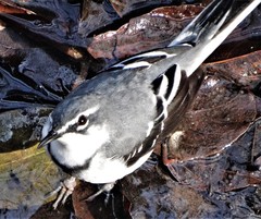 Motacilla clara