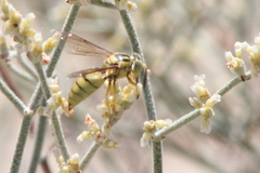 Bicyrtes capnopterus