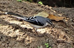 Motacilla clara