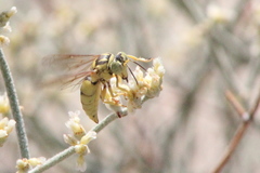 Bicyrtes capnopterus