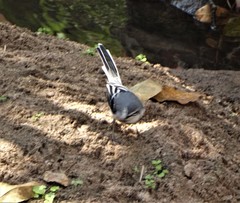 Motacilla clara