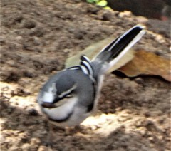 Motacilla clara