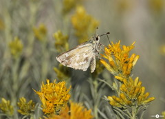 Hesperia assiniboia