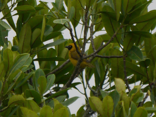 Bannerman's Weaver (Ploceus bannermani), photo 9