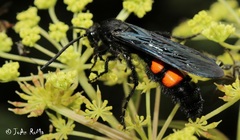 Pygodasis ephippium ephippium