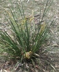 Lomandra laxa