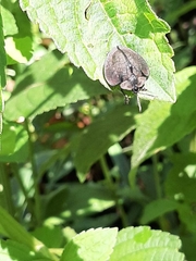 Cyrtonota