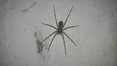Acanthoctenus