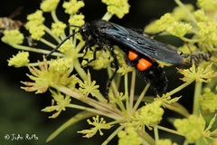 Pygodasis ephippium ephippium