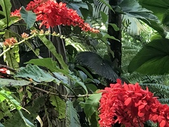 Warszewiczia coccinea