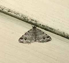 Macaria notata