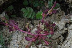 Trianthema portulacastrum