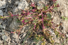 Trianthema portulacastrum