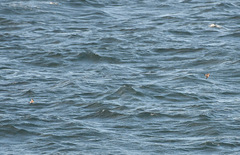 Oceanites pincoyae