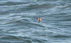 Oceanites pincoyae