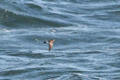 Oceanites pincoyae
