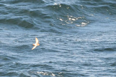 Oceanites pincoyae