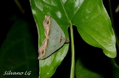 Oligopleura malachitaria
