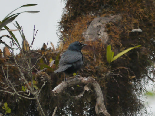 Waller's Starling (Onychognathus walleri), photo 3