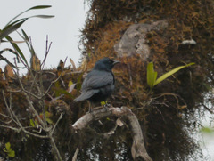 Onychognathus walleri