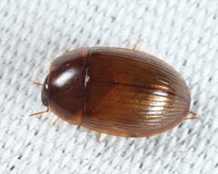 Cymbiodyta bifidus