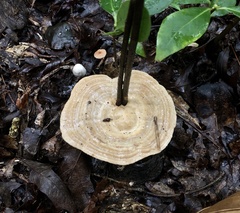 Microporellus dealbatus