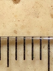 Microporellus dealbatus