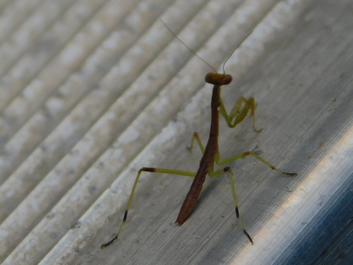 Carolina mantis