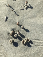 Peziza oceanica