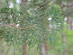 Chamaecyparis thyoides thyoides