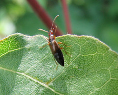 Anthophagus bicornis