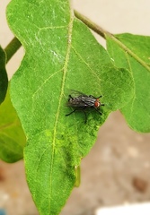 Sarcophagidae