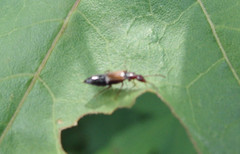 Anthophagus bicornis