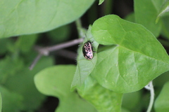 Calligrapha diversa