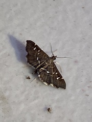 Diathrausta harlequinalis
